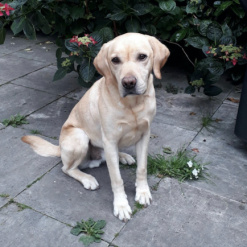 Hund Timmi in Bonn/Heiderhof vermisst 