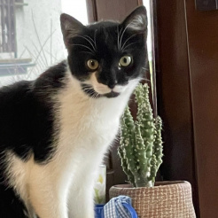 Katze Lilly in Ahrweiler vermisst 