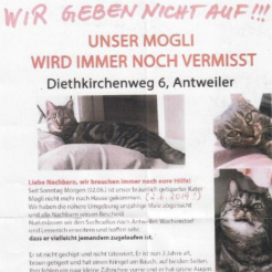 Katze Mogli in Ahrweiler vermisst 