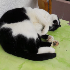 Katze Püppi in Bad Neuenahr vermisst 