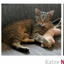 Katze Nicki in Mendig vermisst 