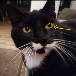 Profilbild von Katzi