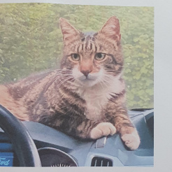 Katze Tommy in Ahrweiler vermisst 