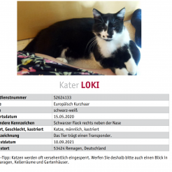 Katze Loki aus Remagen