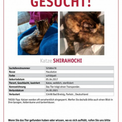 Katze Shirahochi aus Bad Breisig
