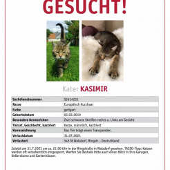 Katze Kasimir aus Walsdorf