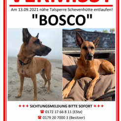 Hund Bosco Nähe Talsperre Schevenhütte vermisst 