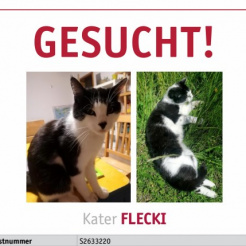 Katze Flecki in Kempenich vermisst