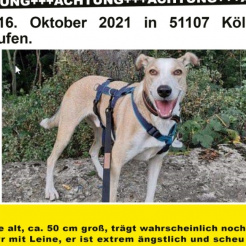 Hund Buddy in Köln vermisst 
