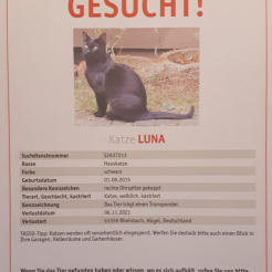 Katze Luna aus Rheinbach