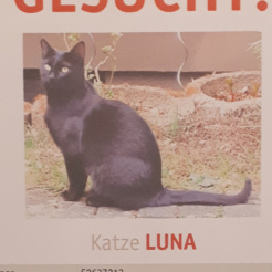 Katze Luna in Rheinbach vermisst 