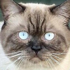 Profilbild von Katze in Galenberg vermisst 