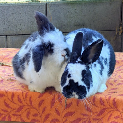 Kaninchen Flecki & Josie