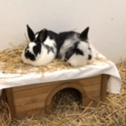 Kaninchen Flecki & Josie