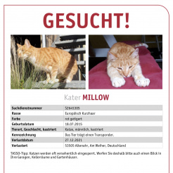 Katze Millow in Altenahr vermisst 
