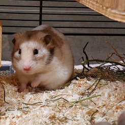 Hamster Trudi