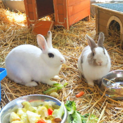 Kaninchen Luigi & Sissi