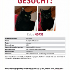 Katze Mopsi aus Niederzissen
