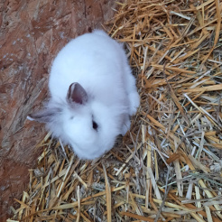 Kaninchen Amalia