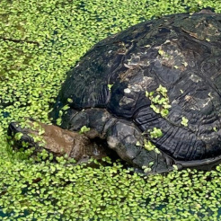 Schildkröte Öli