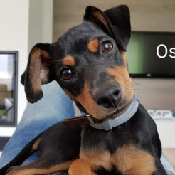 Hund Oskar