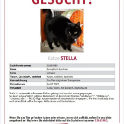 Katze Stella aus Bonn
