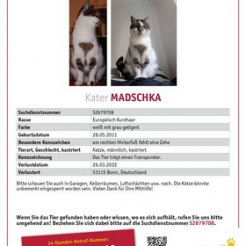Katze Madschka in Bonn vermisst 