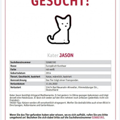 Katze Jason aus Ahrweiler