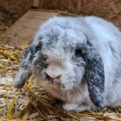 Kaninchen Pino
