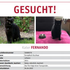 Katze Fernando in Bad Breisig vermisst 
