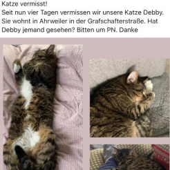 Katze Debby in Ahrweiler vermisst 