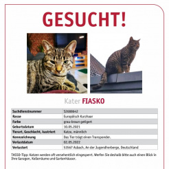 Katze Fiasko in Asbach vermisst 