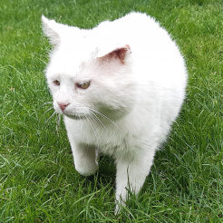 Katze Whity