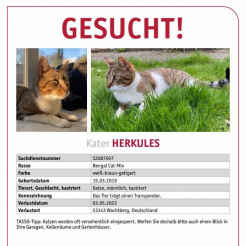 Katze Herkules in Wachtberg vermisst 