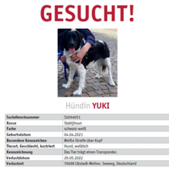 Hund Yuki in Ubstadt-Weiher vermisst 