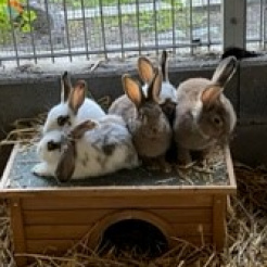 Kaninchen Amy, Ally & Ava