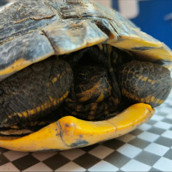 Schildkröte Esmeralda
