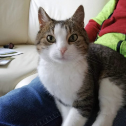 Profilbild von Katze in Kempenich vermisst 