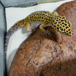 Profilbild von Leopardgecko gefunden in Sinzig