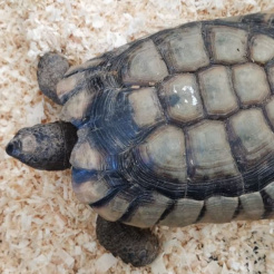 Schildkröte Fundschildkröte Montabaur