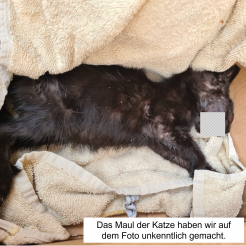 Katze Totes Fundkitten Gönnersdorf