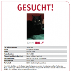 Katze Holly in Bad Breisig vermisst 