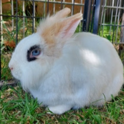 Kaninchen Haribo