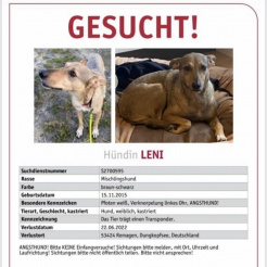 Hund Leni in Andernach/Altenahr/Bonn vermisst 