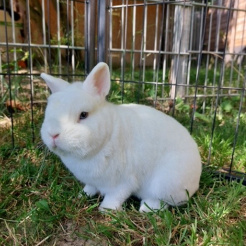 Kaninchen Yang