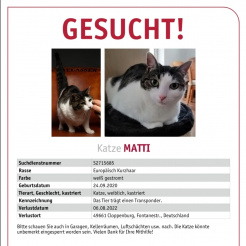 Katze Matti in Cloppenburg vermisst 