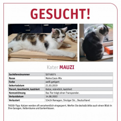 Katze Mauzi in Remagen vermisst 