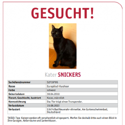 Katze Snickers in Bad Neuenahr vermisst 