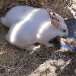 Kaninchen Knuffel