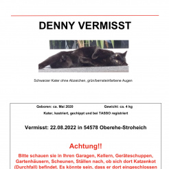 Katze Denny in Oberehe-Stroheich vermisst 